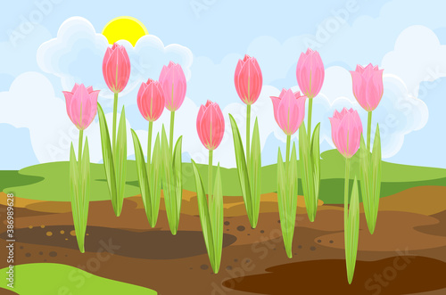 Blooming tulip plants with pink flowers and green leaves growing from the ground on background of spring landscape