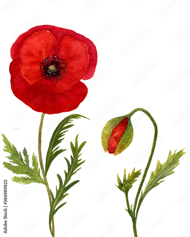 Obraz premium Set of watercolor summer meadow plants - poppies