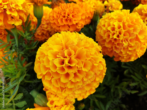Marigold rose in a beautiful yellow color