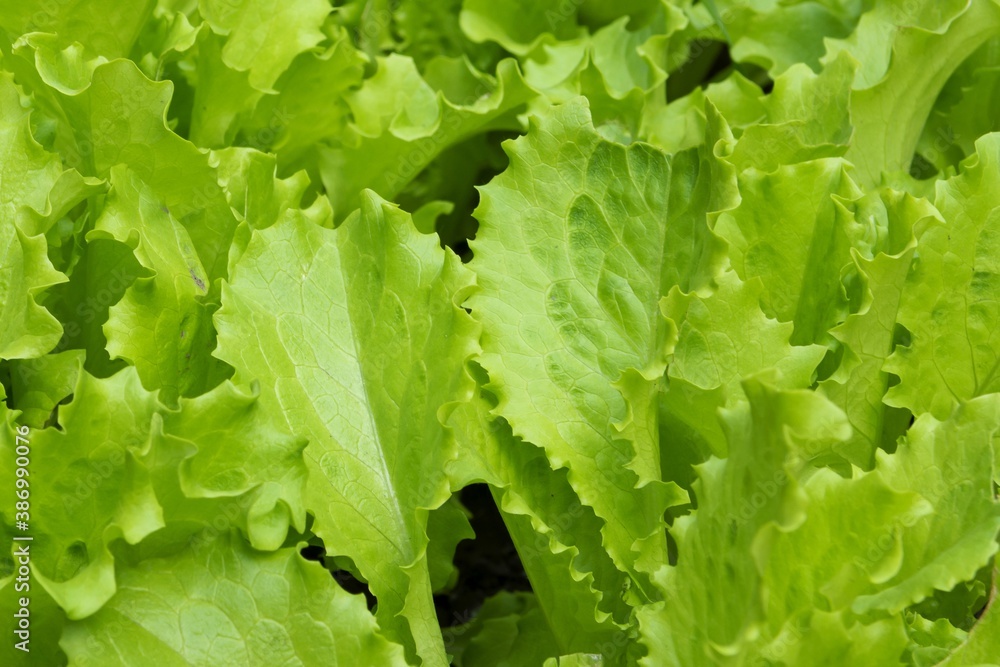 lettuce leaf in the garden close-up lettuce leaf in the garden close-up