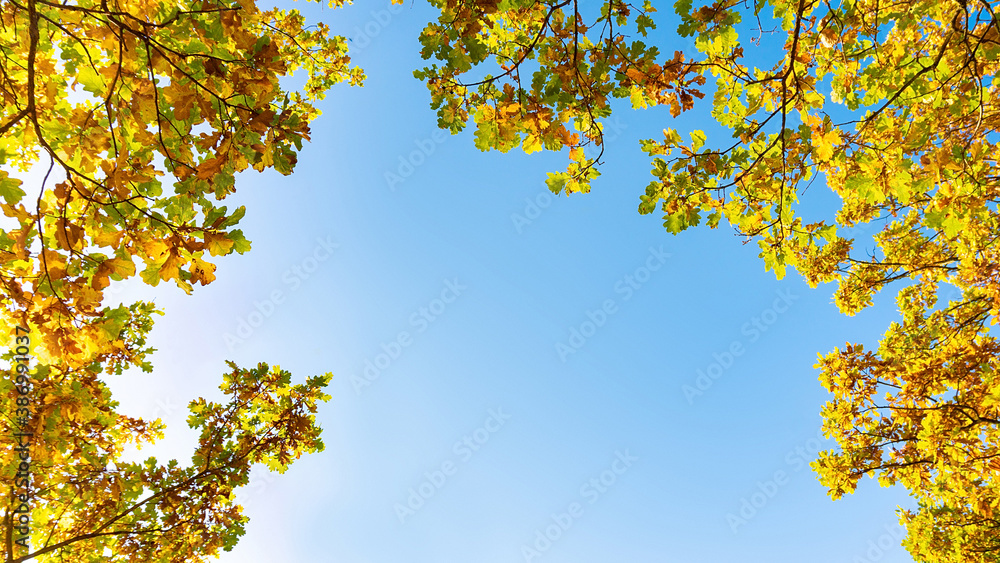 Blue sky framed by oak branches with autumn yellow leaves. Autumn background with clear sky and oak crown for template design with copy space. Yellowing oak leaves in the forest on a fall sunny day. Blue sky framed by oak branches with autumn yellow leaves. Autumn background with clear sky and oak crown for template design with copy space. Yellowing oak leaves in the forest on a fall sunny day.