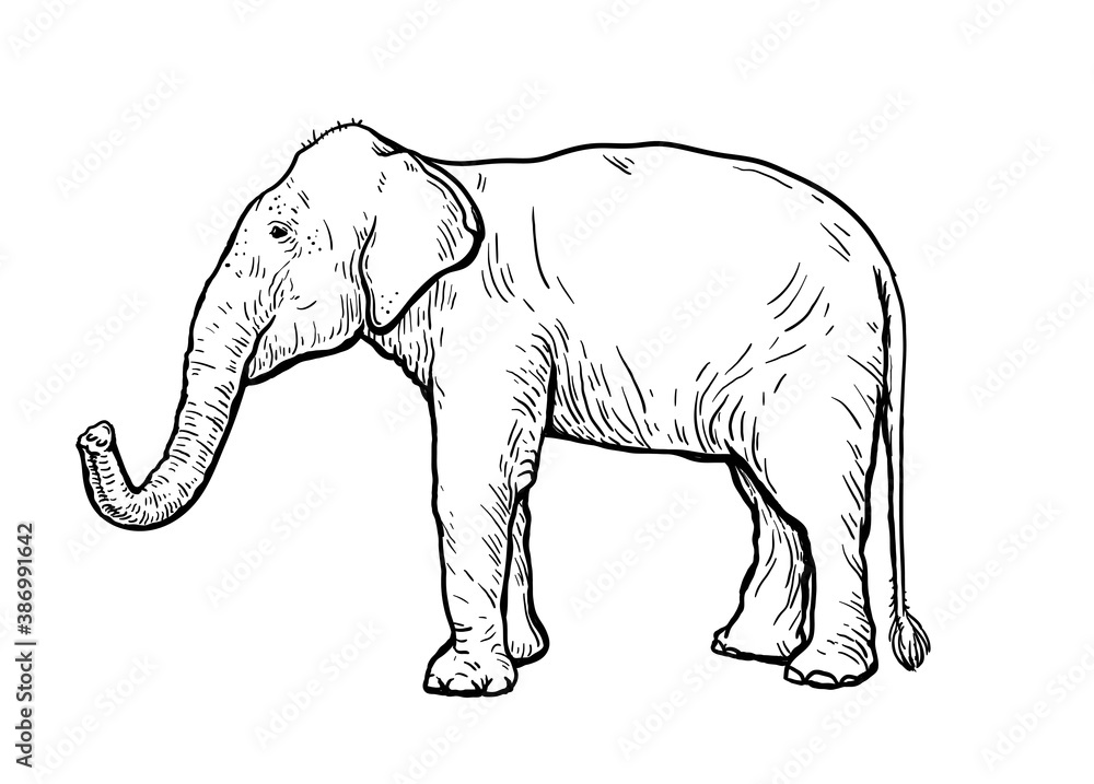 Obraz premium African elephant stands with its trunk lifted up. vector sketch made by hand