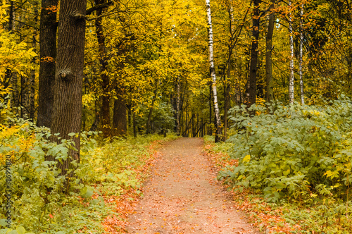 road in the autumn forest. Deep forest trail view