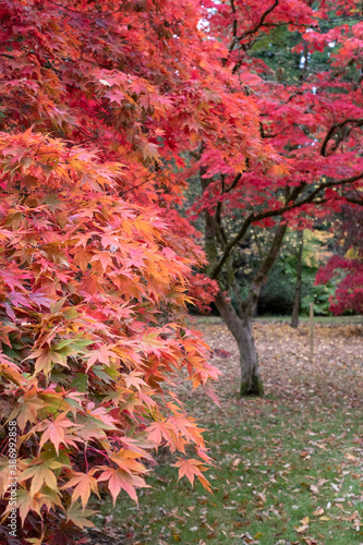 Autumn leaves. Acer trees in a blaze of colour  photographed at Westonbirt Arboretum  Gloucestershire  UK in the month of October.