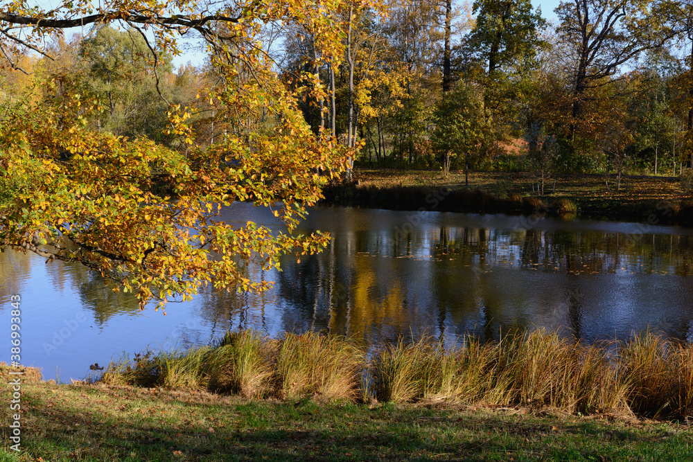 Big tree branch with autumn bright yellow leaves as a frame of a pond in a park
