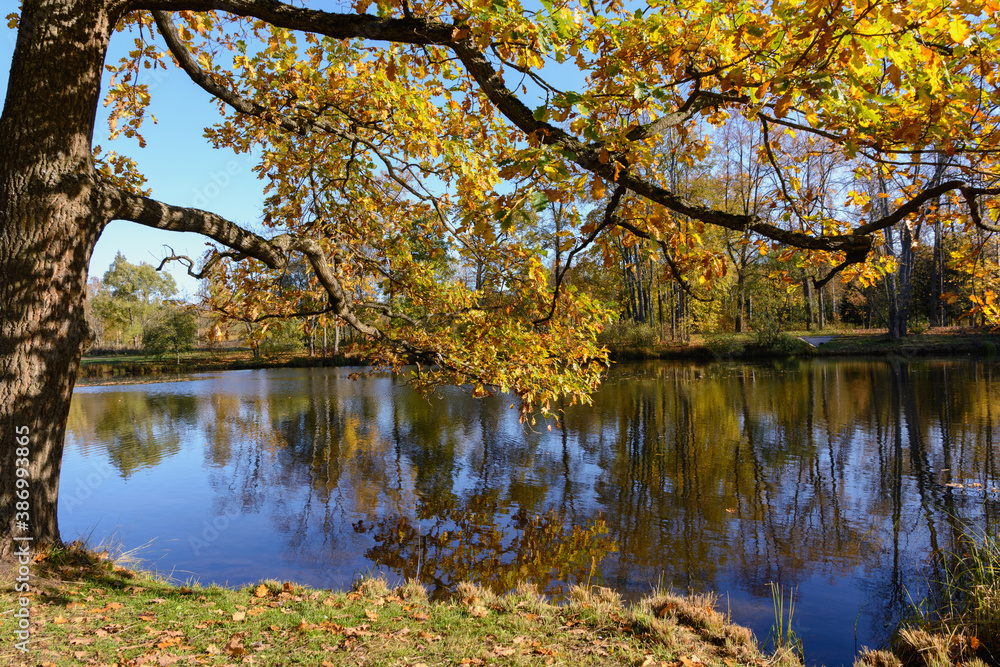Big tree and branch with autumn bright yellow leaves as a frame of  a pond in a park