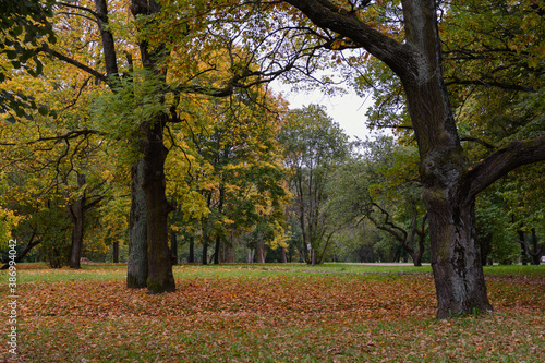 Autumn nasty day in the park, yellow fallen leaves and green grass cover ground like a carpet