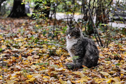 Сat with fluffy gray white striped fur sits outside on fallen autumn leaves