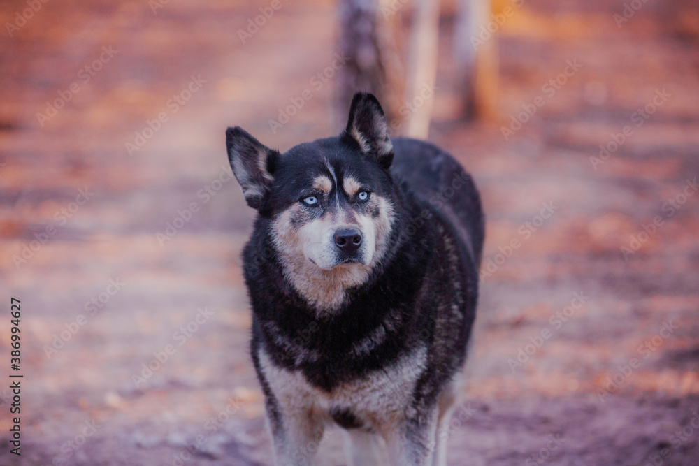 Handsome black husky with expressive blue eyes, close-up Handsome black husky with expressive blue eyes, close-up