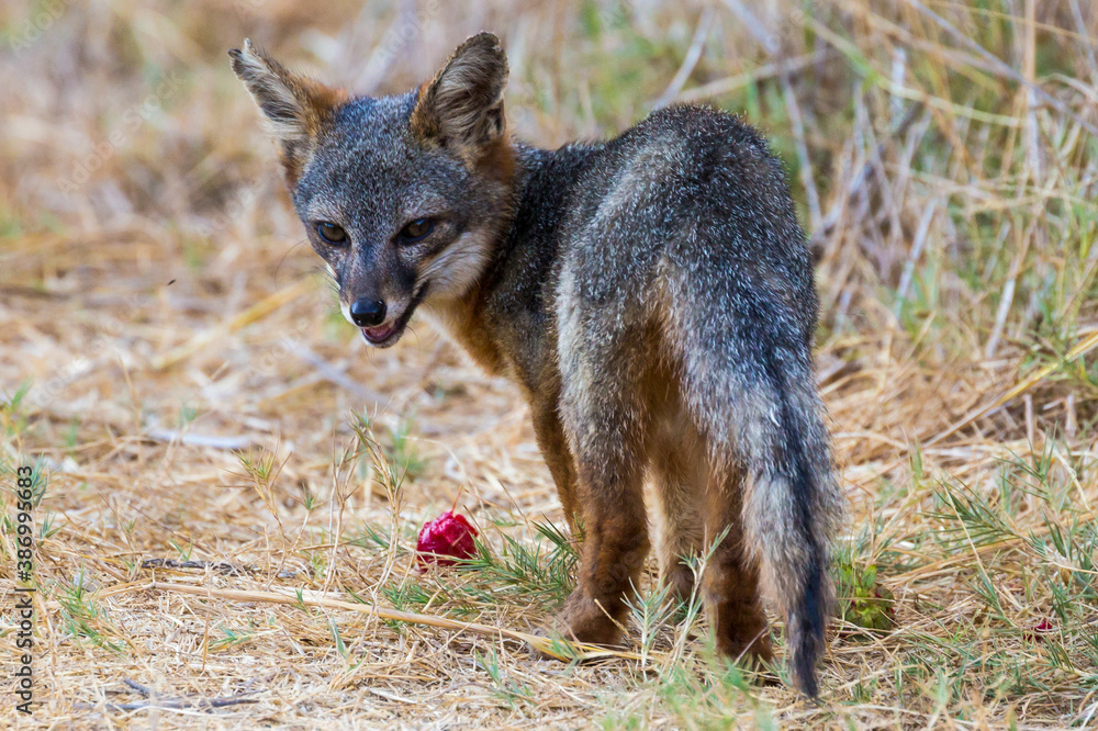A rare, wild island fox searching for food on Santa Rosa Island in Channel Islands National Park. The island fox is found only on these islands and nowhere else in the world. A rare, wild island fox searching for food on Santa Rosa Island in Channel Islands National Park. The island fox is found only on these islands and nowhere else in the world.