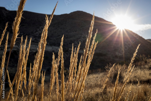Warm daylight shining on thin tall wild grass in Cabo de Gata-Níjar Natural Park in southern Spain
