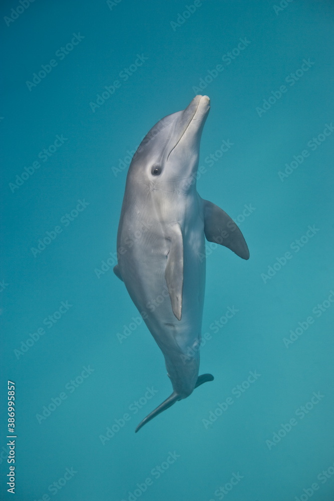 Fototapeta premium Bottle-nose dolphin underwater in the Bahamas