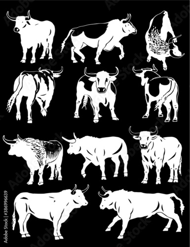 Fototapeta Naklejka Na Ścianę i Meble -  Vector set of oxen on black background, engraved illustration