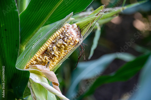 Maiskolben mit Krankheit Fusarium und Schädling Wespen photo