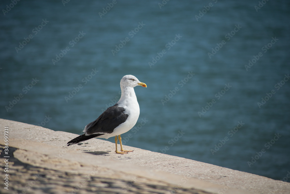 Portrait of seagull standing in border water Portrait of seagull standing in border water
