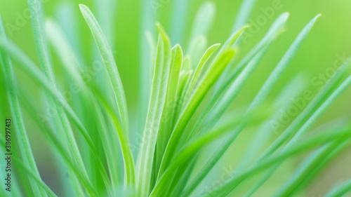 A plant with long and thin green leaves. blurred background. close-up