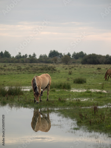 chevaux des prés © PIERRU