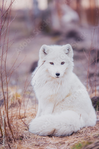 Arctic fox in nature in the reserve in late autumn