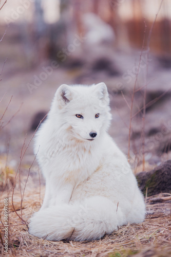 Arctic fox in nature in the reserve in late autumn