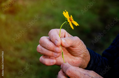 Give the good concept. Caring for the elderly. Good old hands of grandmother close up.Old hands with a flower.The wrinkled hands of an old grandmother with a flower close-up. 