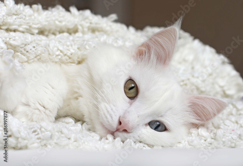 Konstfotografi A white cat of the Turkish Angora breed with different eyes (yellow and blue) lies in the apartment wrapped in a fluffy white blanket