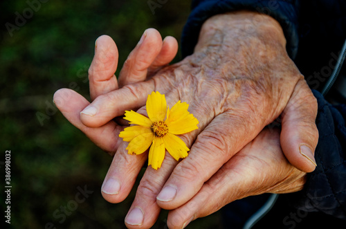 Good old hands of grandmother close up. The wrinkled hands of an old grandmother with a flower close-up. Give the good concept. Caring for the elderly. Old hands with a flower.