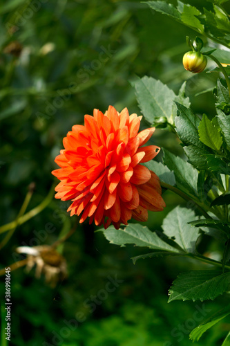 Orange flowers of dahlias on a background of green leaves in a summer garden.