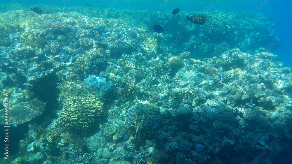 diver and coral