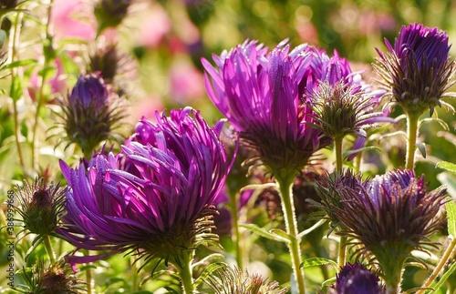 Closeup of backlit purple aster flowers (Michaelmas daisies)