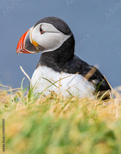 Puffin