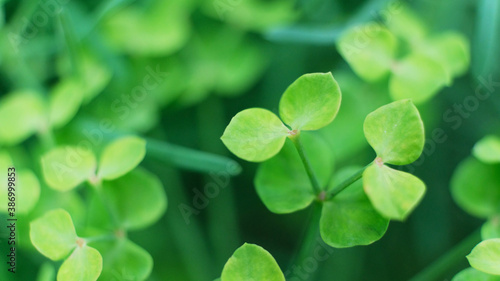 Green plant with small rounded leaves close-up. plant background