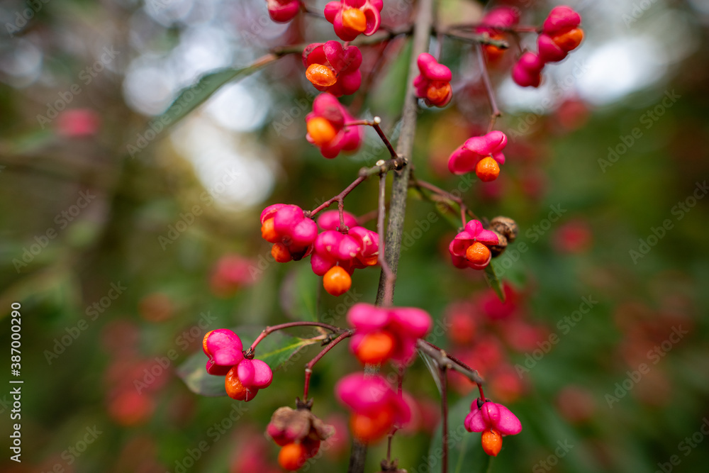 Giftiger gewöhnlicher Spindelstrauch oder rosa Pfaffenhütchen Beeren Giftiger gewöhnlicher Spindelstrauch oder rosa Pfaffenhütchen Beeren