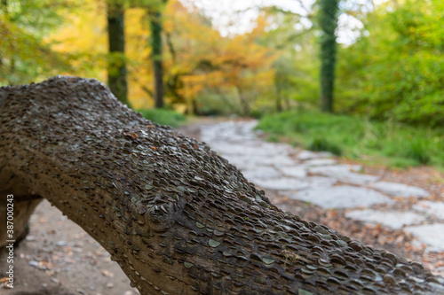 Close up of coins hammered into a tree trunk at Tarr Steps in Exmoor National Park photo