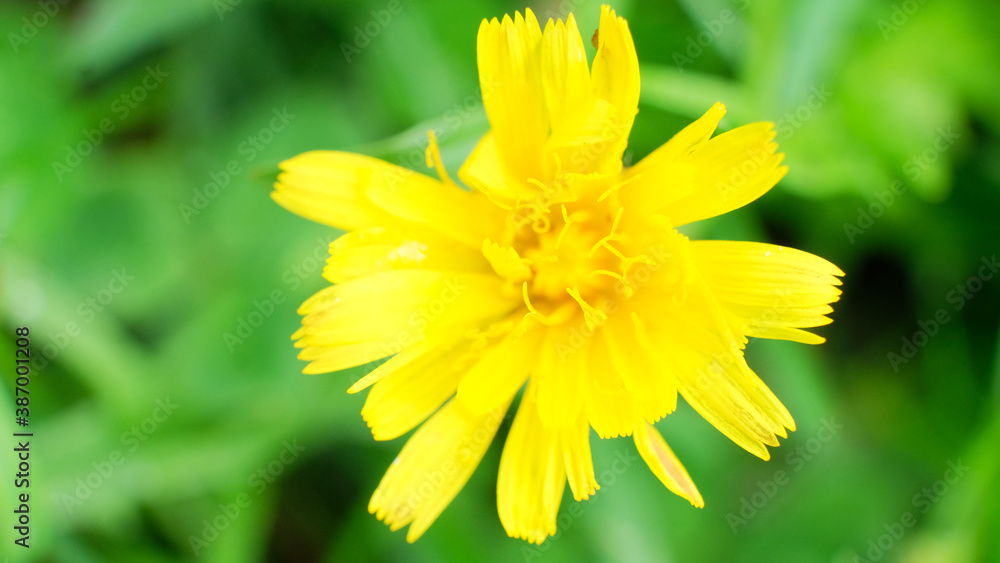 bright yellow flower close up on green plant background bright yellow flower close up on green plant background