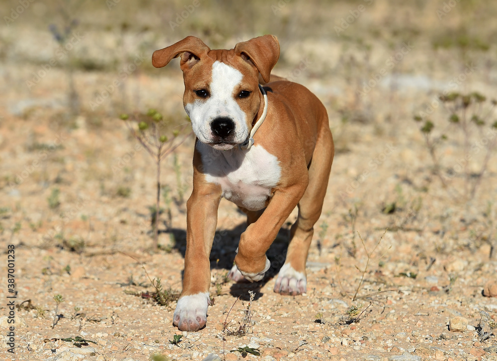 a puppy pit bull on the field