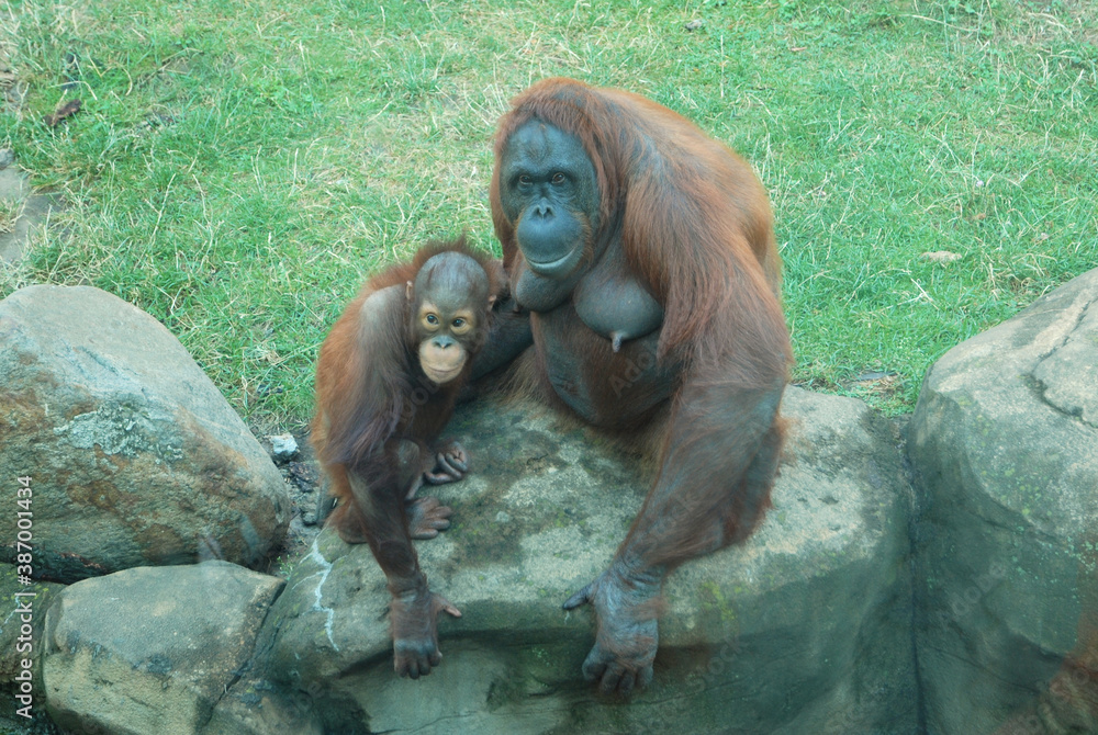 Obraz premium Monkey and her cub on the stones. Zoo.