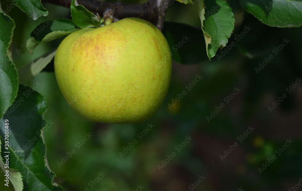 a green apple on a branch of an apple tree, with green leaves, against a green background a green apple on a branch of an apple tree, with green leaves, against a green background