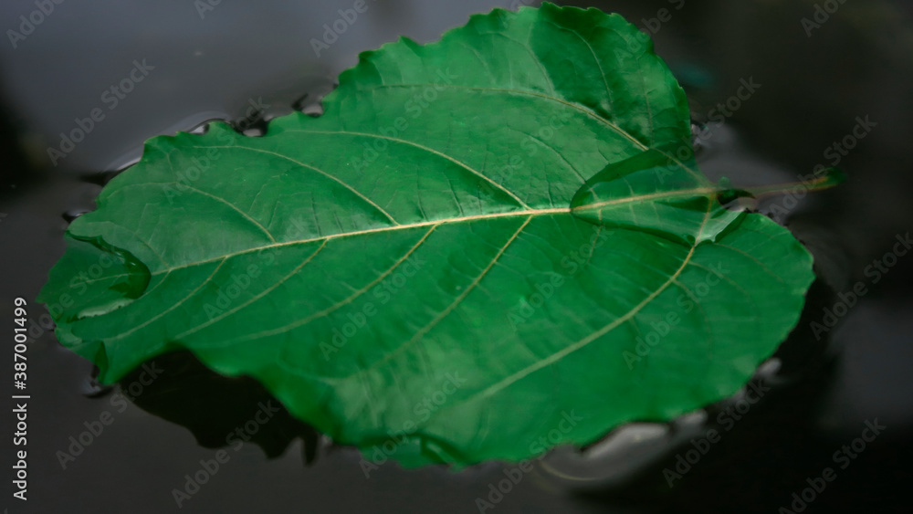Green leaf floating on water in Autumn Green leaf floating on water in Autumn
