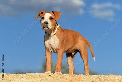 un pequeño perro de raza pitbull en el campo