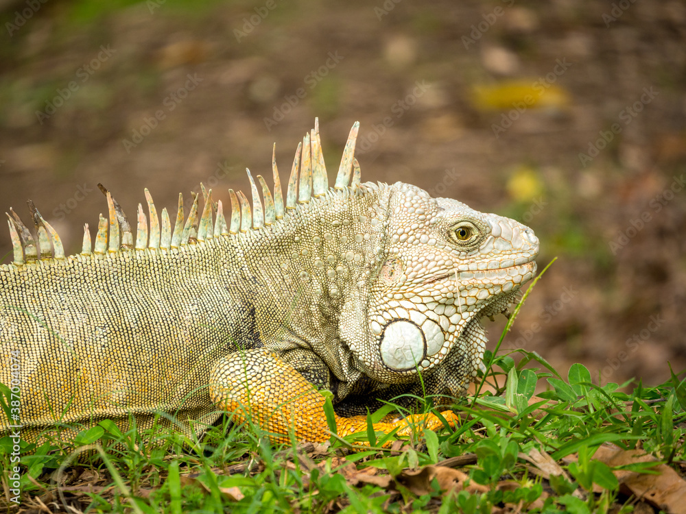 Green Iguana (Iguana Iguana) Large Herbivorous Lizard Staring on the Grass in Medellin, Antioquia / Colombia Green Iguana (Iguana Iguana) Large Herbivorous Lizard Staring on the Grass in Medellin, Antioquia / Colombia