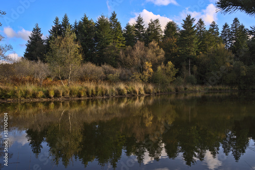 Artificial lake in a pine forest in the nortgh of France during spring