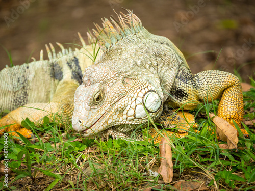 Green Iguana  Iguana Iguana  Large Herbivorous Lizard Eating the Grass in Medellin  Antioquia   Colombia