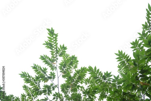 Tropical tree with leaves branches on white isolated background for green foliage backdrop 