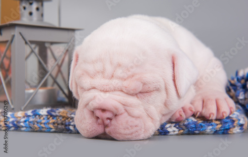 American Bulldog puppy dog is sleeping on gray © zanna_