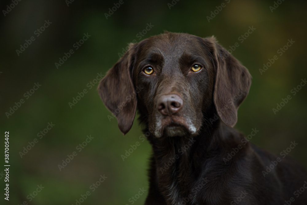 Hunting dog in the forest