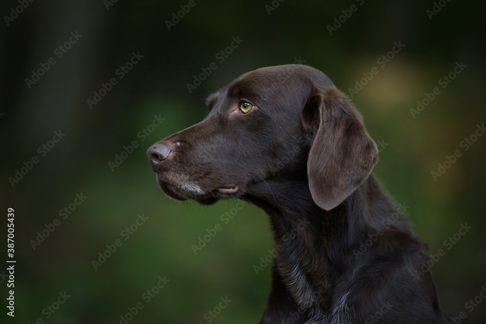 Hunting dog in the forest