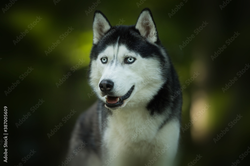 Husky dog in a forest