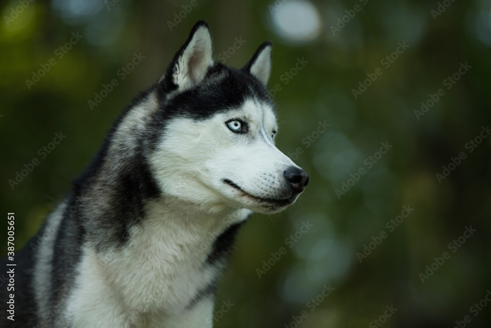 Husky dog in a forest