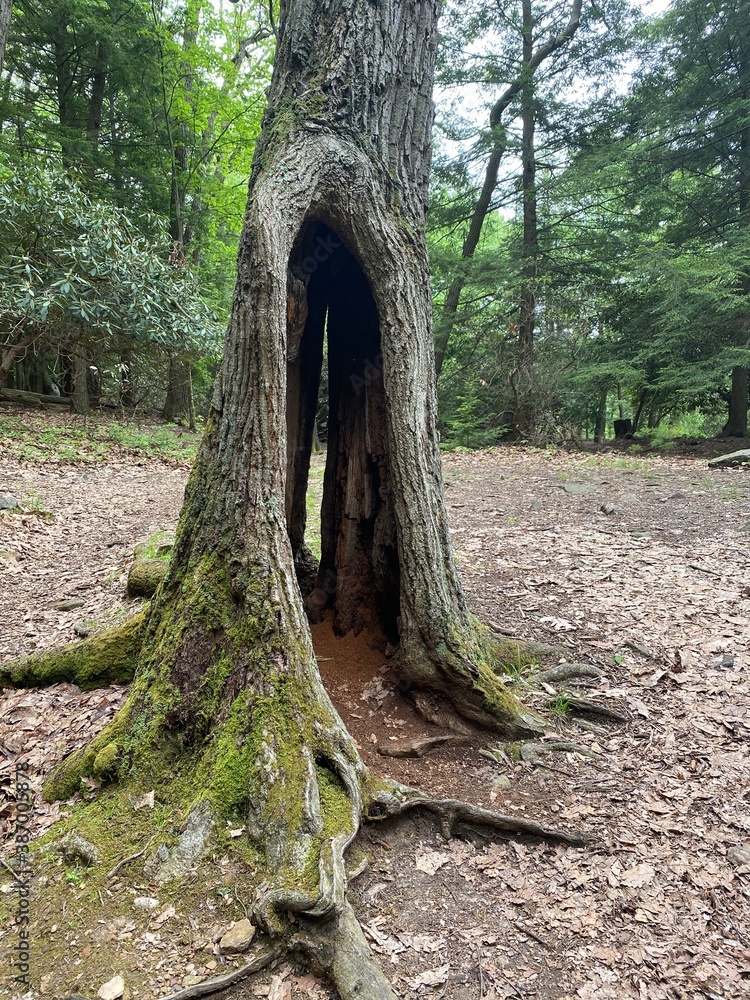 Obraz premium tree in the forest