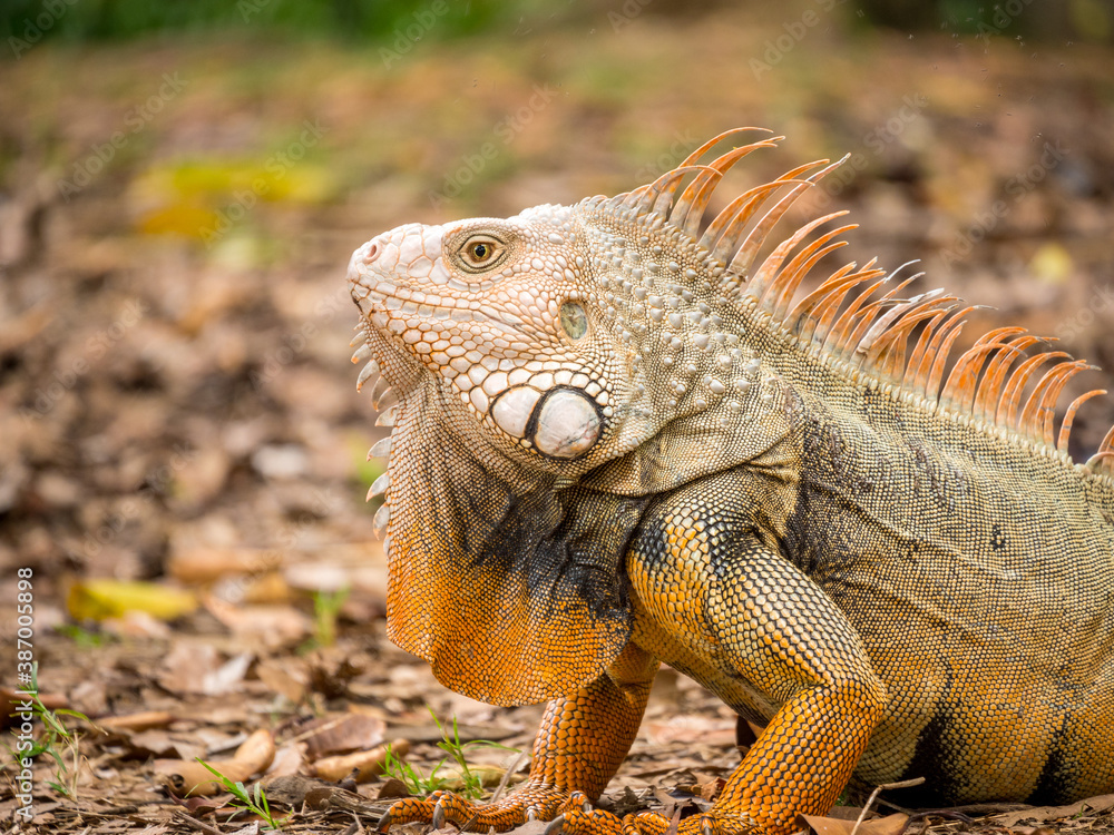 Green Iguana (Iguana Iguana) Large Herbivorous Lizard Staring on the Brown Grass in a Garden of Medellin, Antioquia / Colombia Green Iguana (Iguana Iguana) Large Herbivorous Lizard Staring on the Brown Grass in a Garden of Medellin, Antioquia / Colombia